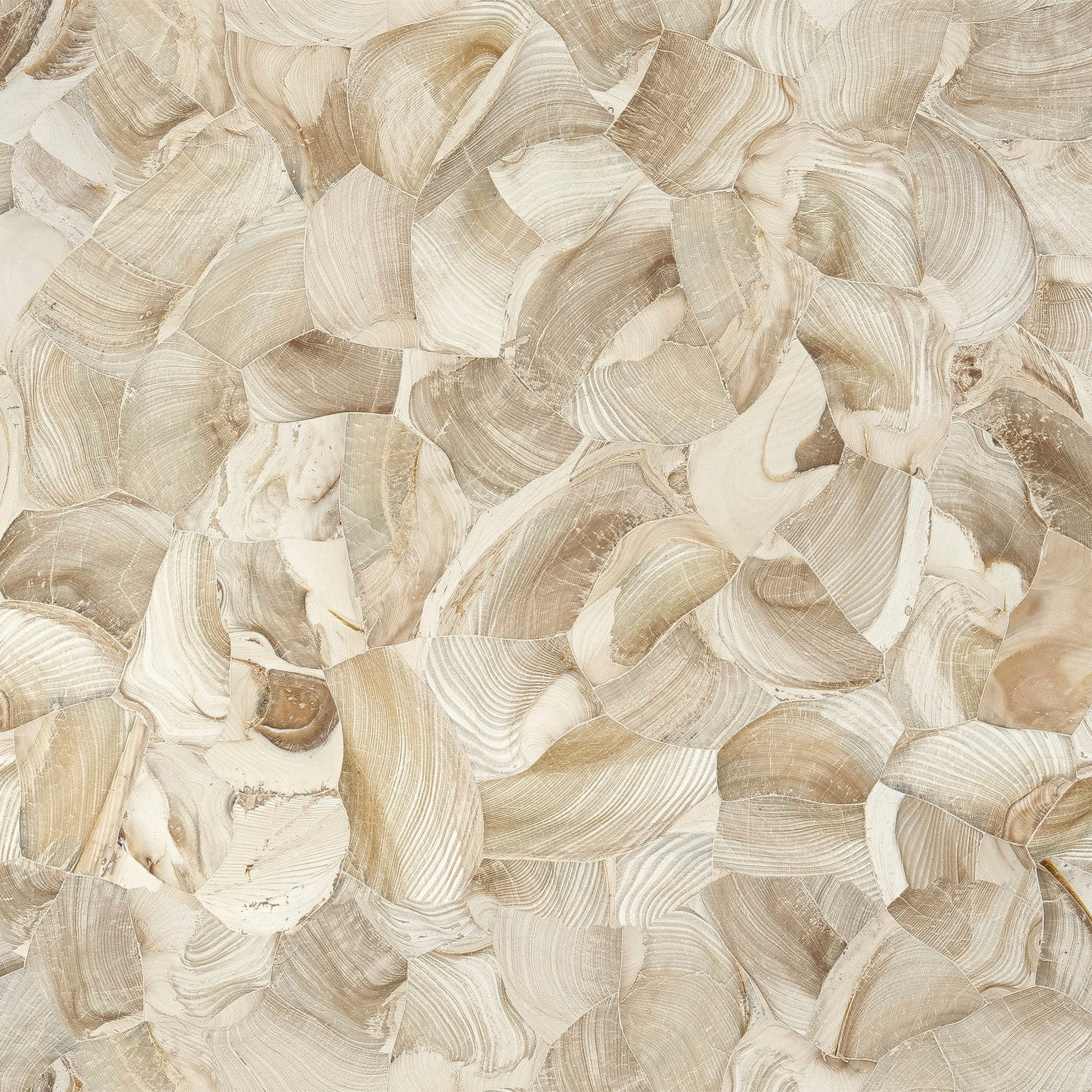 Fossilized Clam | Outdoor